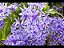 Muda de Flor de São Miguel Azul Trepadeira - Imagem 3