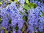 Muda de Flor de São Miguel Azul Trepadeira - Imagem 2