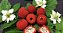 Muda de Framboesa Silvestre Frutas Vermelhas Produz Precoce - Imagem 3