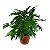 Muda de Xanadu Philodendron - Imagem 1