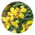 Muda de Cássia Baiana Árvore Flores Amarelas Exuberante - Imagem 1