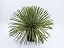 Agave Palito - Imagem 1