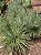 Agave Palito - Imagem 3