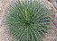Agave Palito - Imagem 2