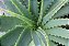 Muda De Aloe Vera Babosa Legítima Óleo Para Cabelos e Pele - Imagem 4