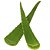 Muda De Aloe Vera Babosa Legítima Óleo Para Cabelos e Pele - Imagem 1