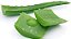 Muda De Aloe Vera Babosa Legítima Óleo Para Cabelos e Pele - Imagem 2
