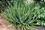 Muda De Aloe Vera Babosa Legítima Óleo Para Cabelos e Pele - Imagem 3