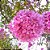 Muda de Ipê Rosa Lindo Que Já Deu Flores Qualidade A+ - Imagem 5