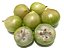 Kit 3 Mudas de Jabuticaba; 1 Sabará, 1 Híbrida e 1 Branca - Imagem 6