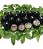 Kit 4 Jabuticaba 1 Sabará + 1 Híbrida + 1 Branca + Variegata - Imagem 6