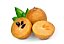 Muda de Sapoti Fruta Exótica Excelente Para Produzir - Imagem 1