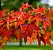 Muda de Liquidambar Original Árvore dos Alpes Ornamental - Imagem 3