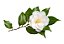Muda de Camélia de Flor Branca - Imagem 1