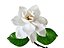 Kit c/ 10 Mudas de Gardênia Jasmin Do Cabo - Imagem 6