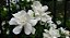 Kit c/ 10 Mudas de Gardênia Jasmin Do Cabo - Imagem 3