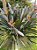 Strelitzia Ave do Paraíso (Strelitzia reginae) - Imagem 2