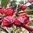 Muda De Hibisco Verde ou Hibisco Vinagreira Para Chá - Imagem 3