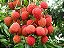 Muda De Lichia Legítima Frutífera Excelente Para Produzir - Imagem 17