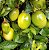 Muda De Maracujá Azedo Frutífera Excelente Para Produzir - Imagem 9