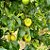 Muda De Maracujá Azedo Frutífera Excelente Para Produzir - Imagem 7