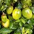 Muda De Maracujá Azedo Frutífera Excelente Para Produzir - Imagem 17
