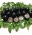 Muda De Jabuticaba Sabará De 60-70cm Pronta Para Produzir - Imagem 5