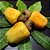 Muda De Caju Anão Amarelo Exótico Precoce Para Produzir - Imagem 2