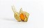 Muda De Physalis Exótica Para Produzir - Imagem 2