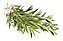 Muda de Melaleuca Alternifolia Planta Medicinal Exótica Rara - Imagem 12