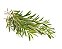 Muda de Melaleuca Alternifolia Planta Medicinal Exótica Rara - Imagem 5