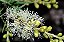 Muda de Melaleuca Alternifolia Planta Medicinal Exótica Rara - Imagem 9