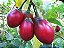 Muda De Tomate Árvore Tamarillo Tomate Japônes Raro Exótico - Imagem 4