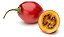 Muda De Tomate Árvore Tamarillo Tomate Japônes Raro Exótico - Imagem 3