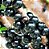 Muda de Jabuticaba Sabará Doce - Imagem 3