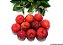 Muda de Acerola Enxertada Já Com 1 Metro - Produz Rápido - Imagem 3