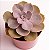Kit 15 Mudas Suculentas Variadas Planta Natural - Imagem 3