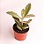 Kit 15 Mudas Suculentas Variadas Planta Natural - Imagem 4