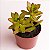 Kit 15 Mudas Suculentas Variadas Planta Natural - Imagem 6