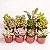 Kit 15 Mudas Suculentas Variadas Planta Natural - Imagem 1