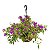 Rara Muda de Primavera da Folha Variegata - Imagem 3
