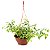 Rara Muda de Primavera da Folha Variegata - Imagem 1