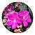 Kit 1 Muda de Quaresmeira Roxa e 1 Quaresmeira Rosa | Legítima | Flor Linda - Imagem 3