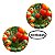 Kit 10 Mudas de Tomatinho Cereja | Tomate Cereja - Imagem 1