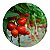 Kit 10 Mudas de Tomatinho Cereja | Tomate Cereja - Imagem 3