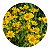 Muda de Arnica | Linda Flor | Excelente Analgésico Local - Imagem 1