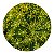 Muda de Erva Doce, Pronta Para Plantio | Traga Beleza e Aroma Para Seu Jardim - Imagem 3