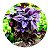 Muda de Manjericão Roxo | Excelente Para Massas | Incremente Suas Receitas Italianas - Imagem 1
