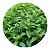 Muda de Menta | Refresque Seu Jardim | Excelente Para Sucos e Chás - Imagem 1