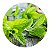 Muda de Menta | Refresque Seu Jardim | Excelente Para Sucos e Chás - Imagem 3
